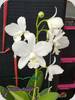 Cattleya White Bridal